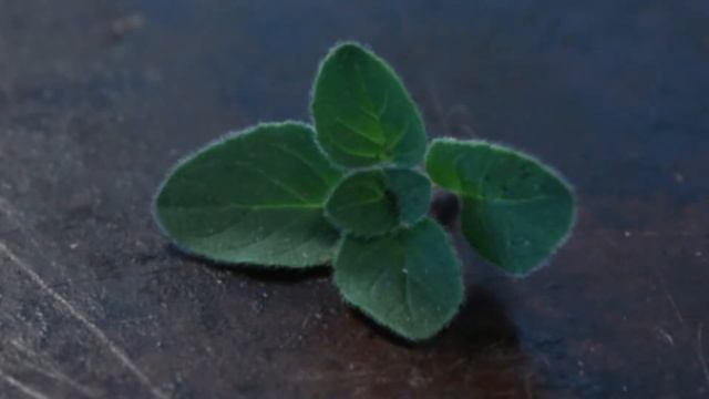 Geedka Sage ama maramiyah
