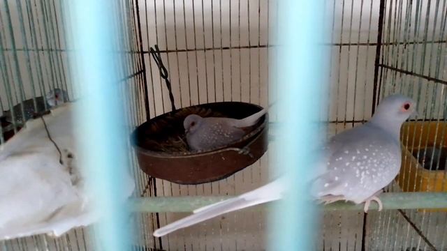 Pied Dove Setup Visit Diamond Pied, Red Pied, Opal Pied, And Blue Pied Dove ll Amanat Birds ll 2024