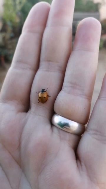 Bichitos en mi jardín #ladybug #garden #insects