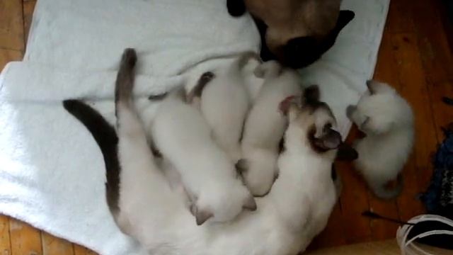 четвертый лишний.MPG
