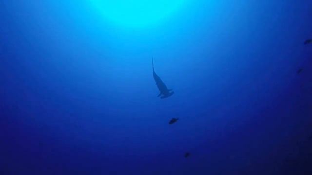Hammerhead shark in Maldives