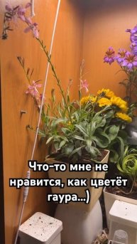 #растения #цветы #гаура
