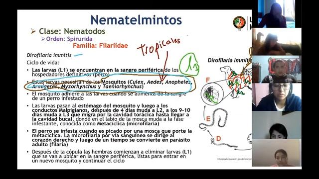 Clase 9 Parasitología