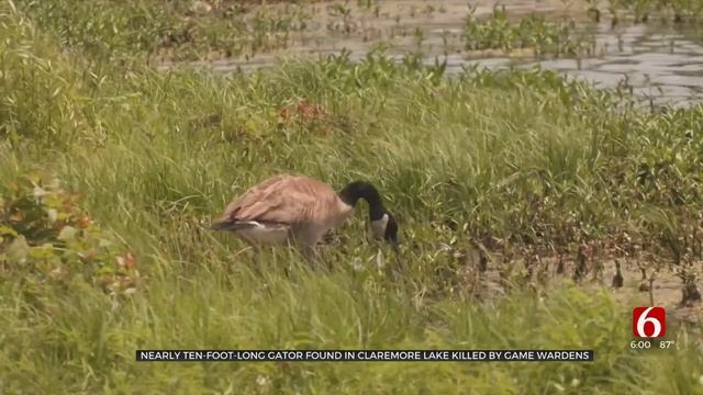 Nearly 10-Foot-Long Alligator Found In Claremore Lake Euthanized By Game Wardens