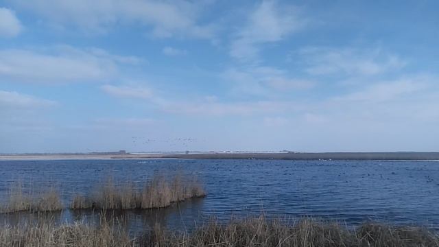 Птицы селятся вблизи человеческого жилья, чтобы легче было находить корм