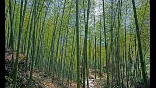 Jonny Chung's  Live Stream  2056