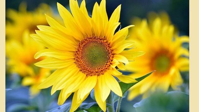 Ожидание Алиса Фрейндлих читает Р. Рождественского