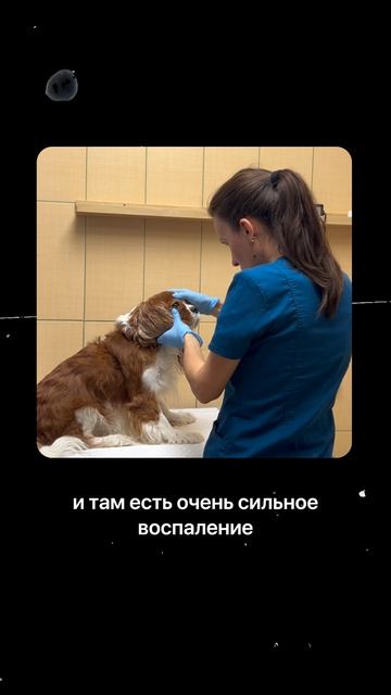 А как у вашего питомца дела с аппетитом?