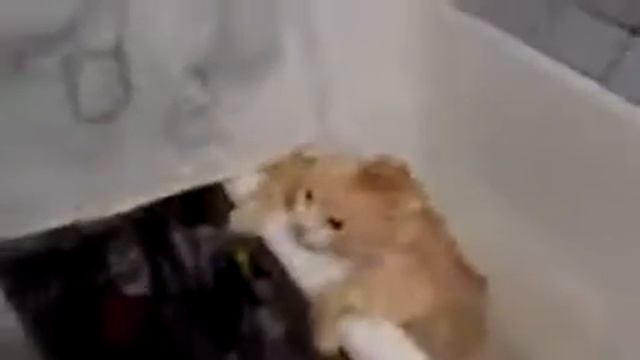 Жирный кот не может выпрыгнуть из ванны Fat cat can't jump out of the bath