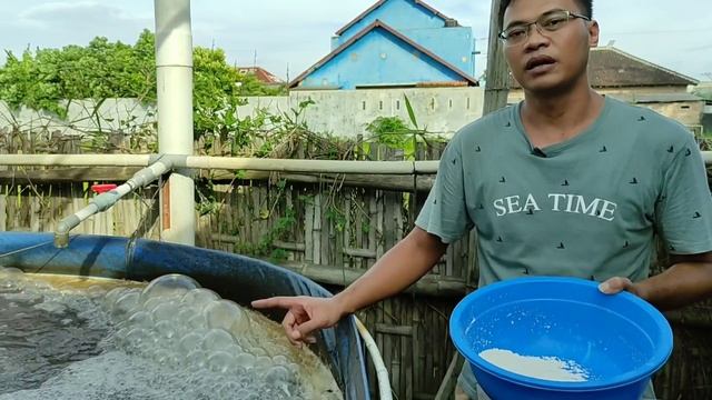 Menaikkan PH air Kolam Ikan Menggunakan Dolomit