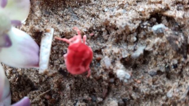 red velvet mite .... This red velvet is very beautiful....❤