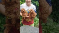 СОФИ И ПОБЕДА ПРОДАЖА той-пудель красный окрас РКФ питомник Кастропуло Крым #toypoodle #sale #puppy