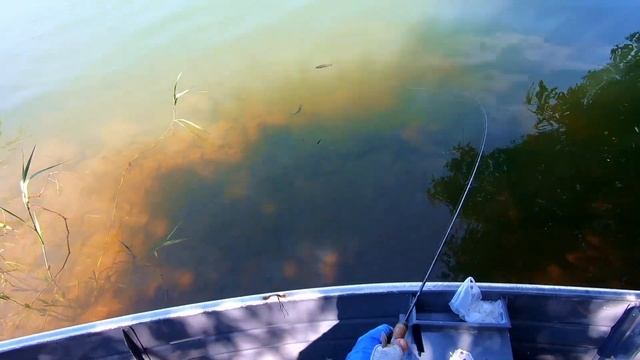 Silver Dollar Fish and Freshwater Barracuda - Jighead Fishing