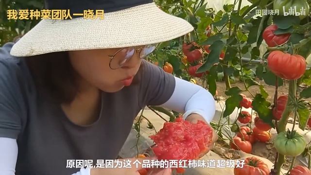 这样的老品种西红柿不多了，味浓皮薄肉厚汁水多，种菜别落下它