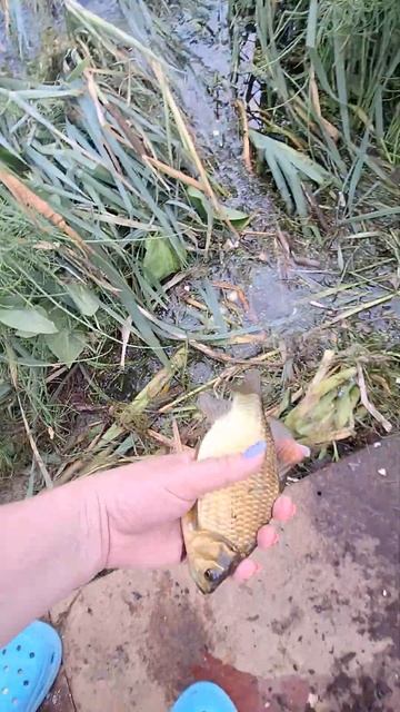 Блин блин блин карасик 😂 #карась #рыбалка #fishing #fish #summer #лето #природа