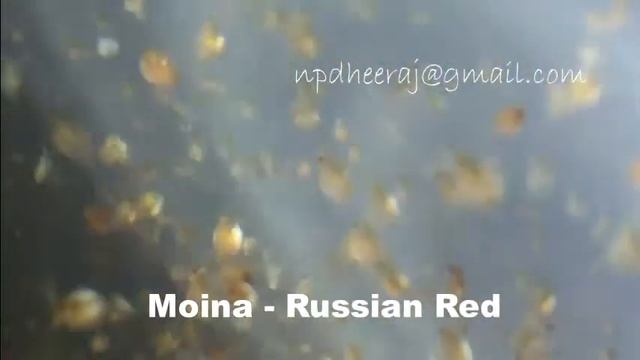 Moina Harvested - Russian Red