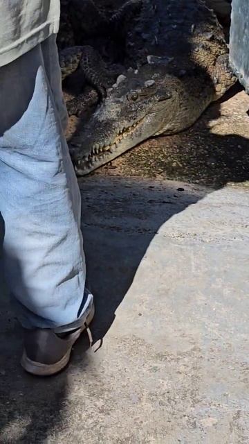 Как едят крокодилы  . Когда страшно 🤪#еда #крокодилы #alligator #shorts