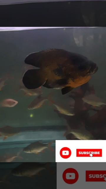 Black Tiger Oscar and Parrot Fishes in the same tank #shots #trending #viral