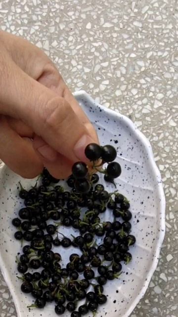 Makoi fruit | #blacknightshade | #shorts