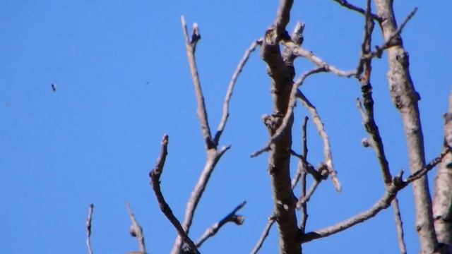 Šumski Žviždak ,Philloscopus Sibilatrix ,Wood Walbler - Croatia ,Skradin