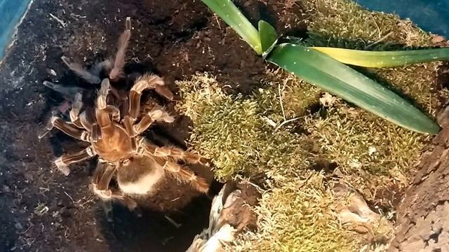 Pamphobeteus sp platyomma mating/kopulacja