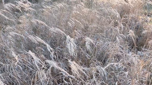 Поле камышей на ветру. Шум ветра. Релакс видео.