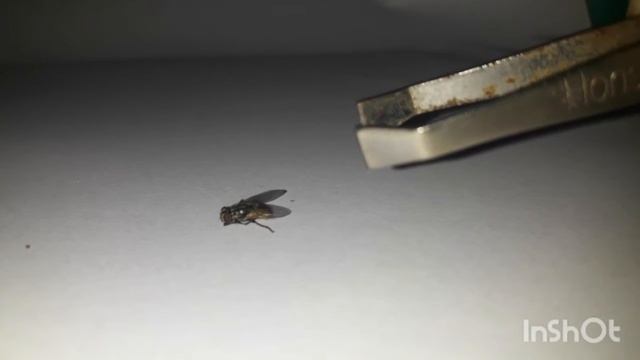 Tipe Mulut Lalat Rumah (Musca Domestica)