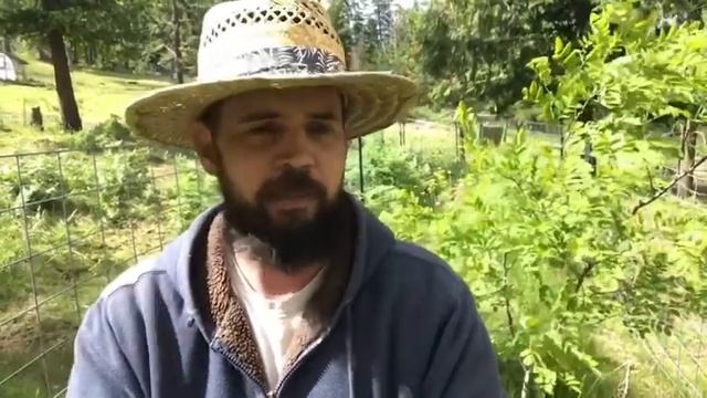 Growing Black Locust in a Permaculture System