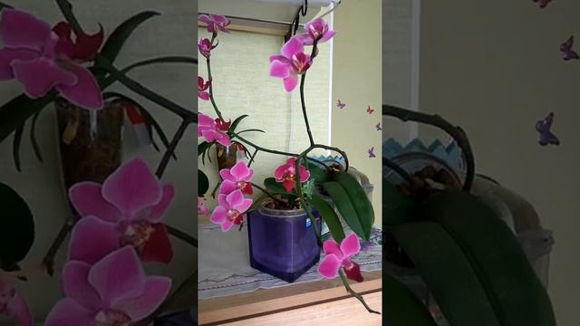 Как прекрасен этот мир,посмотри!