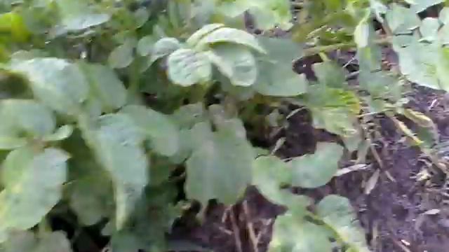 Экологически чистая картошка