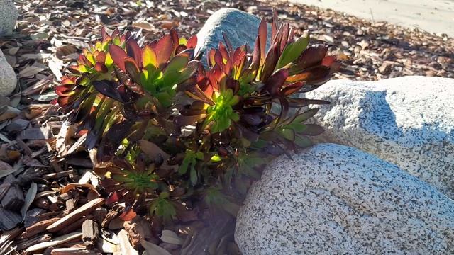 Search for Succulents - Aeonium Cabernet Fluffy - My Front Yard Garden - 2023 - 0410