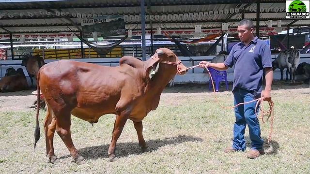 Brahman Americano y Gyr Lechero-El salvador en el Campo