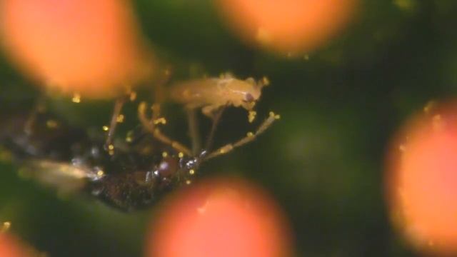 Minute pirate bug feeding 2022