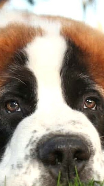 Маленький Большой сенбернар 🐕