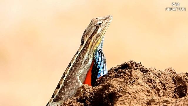 Fan-throated lizard (Sitana ponticeriana)