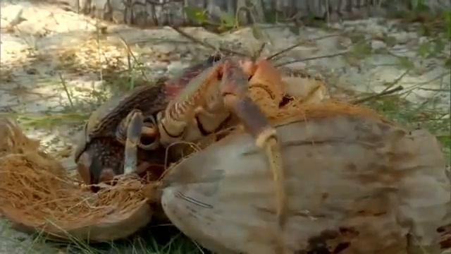 Coconut Crab