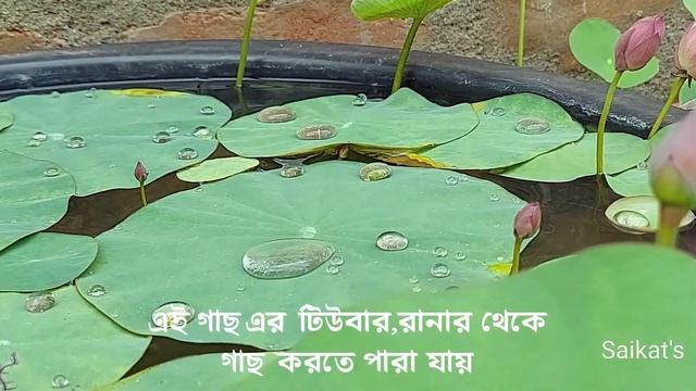 The Allure of the Liang Li Pink Lotus/Botanical Beauty/Serene Pond Vibes/Micro Lotus