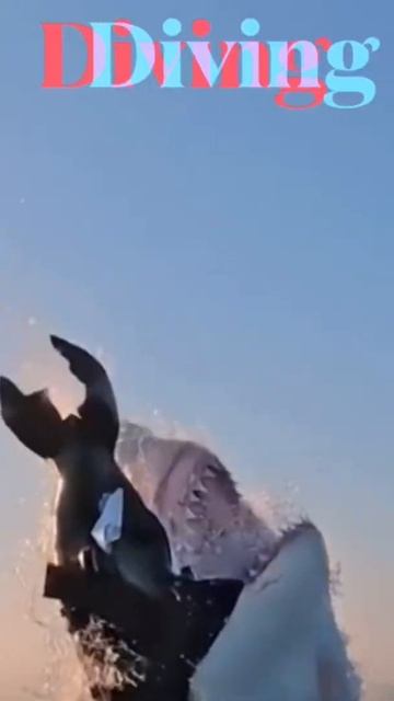giant shark flying jump | huge killer whale | blue whale | #shorts | sea life | animal behaviour