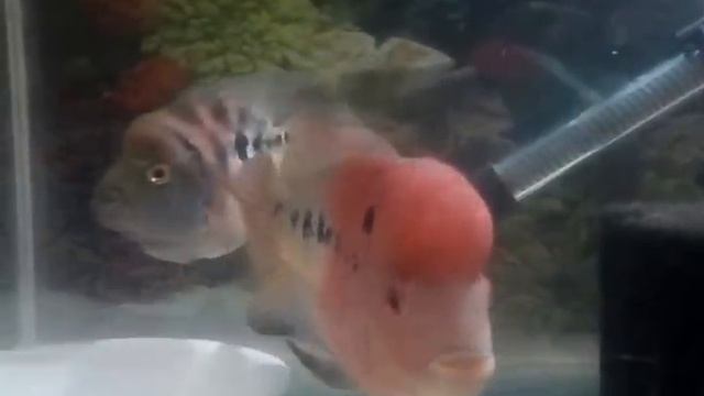 Pregnant Flowerhorn Fish, short body flowerhorn carrying eggs