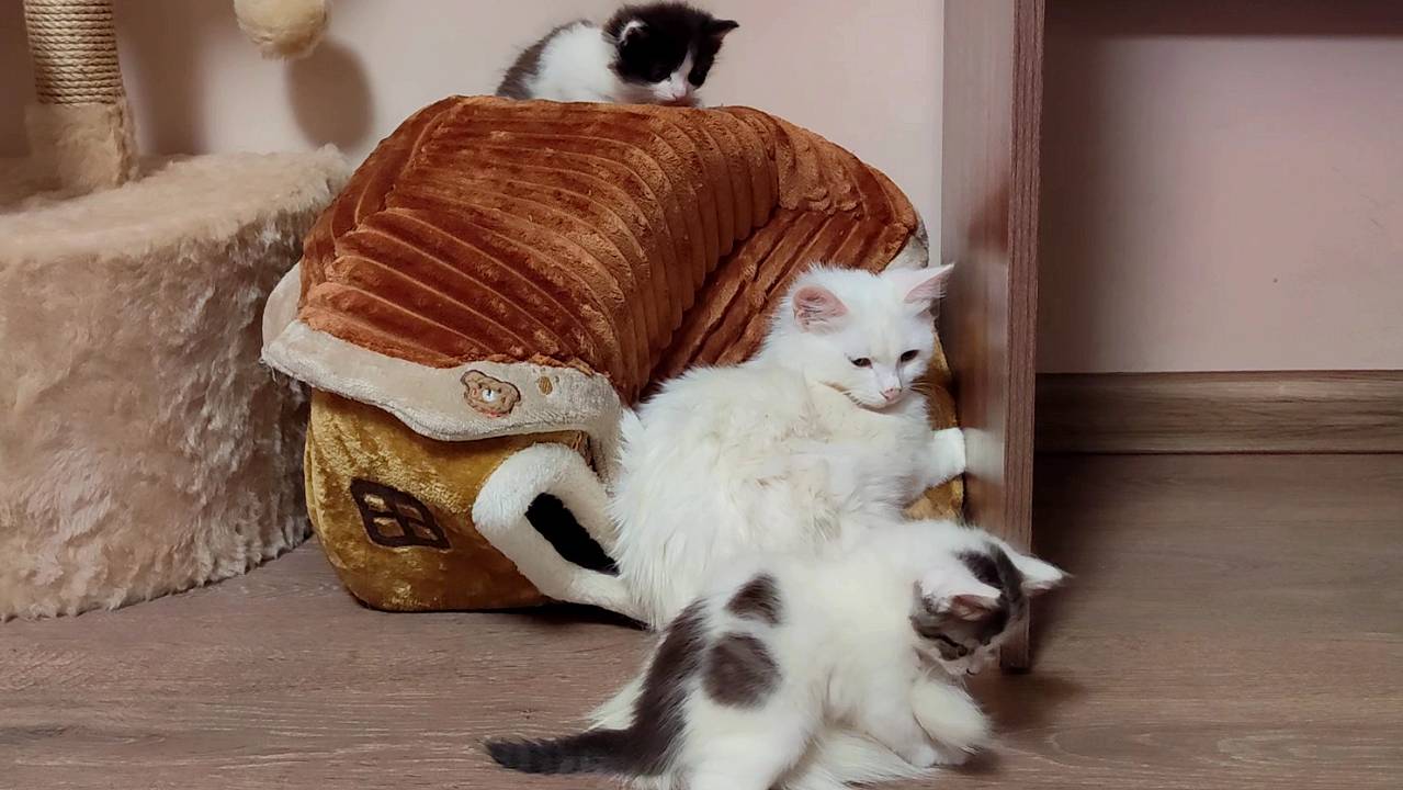 Котенок играет с хвостом мамы-кошки.