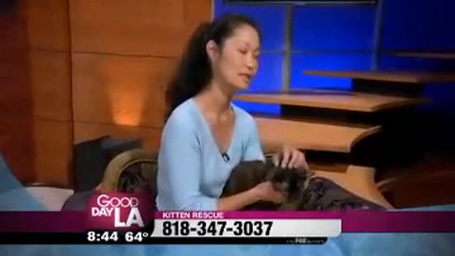 Amanda the Tortie on Good Day LA