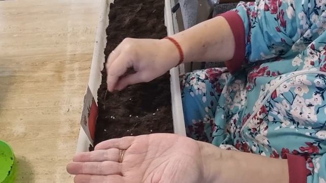 удобряю и обработка герани. посмеялась помидоры и петунии