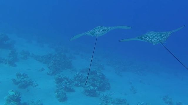 Spotted eagle ray, Dahab, Egypt June 2021