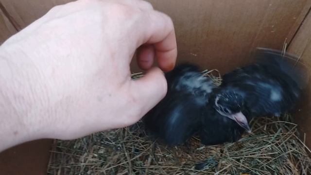 подобрали Прошеного голубя