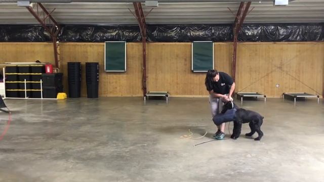 Early Grip Work W/Giant Schnauzer Puppy "Quartz" 6 Mo's