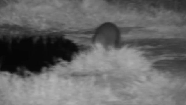Djuma: White-tailed Mongoose - 18:55 - 06/07/21