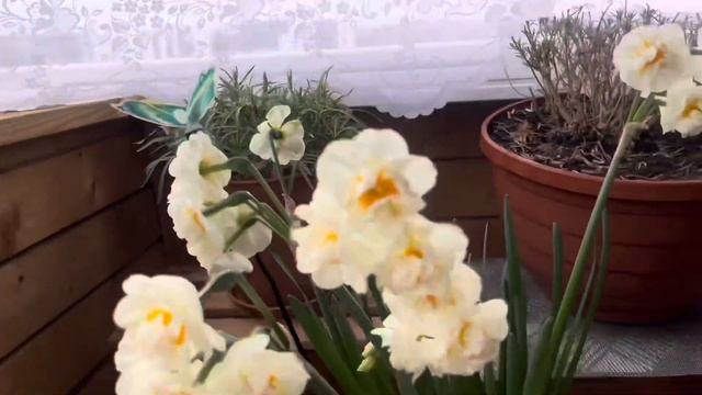 Цветы на моем балконе ранней весной