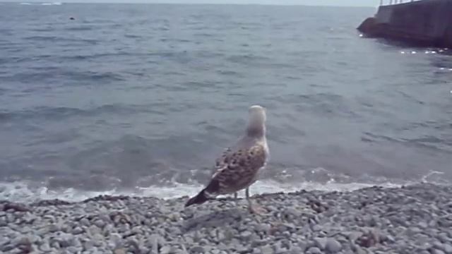 Чайка Джонатан Ливингстон На Ялтинском Пляже