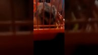 Мои питомцы, Попугай кошка и хомяк