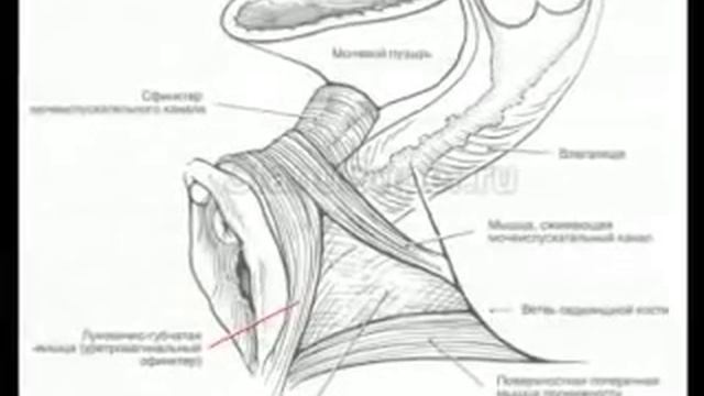 Интимные мышцы. интимный фитнес